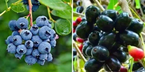 Blueberry vs. Jamun