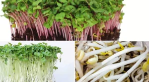 3 Different types of Sprouts